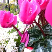 ガーデニング,癒し,花のある暮らし,緑のある暮らし,ハーブのある暮らしの画像