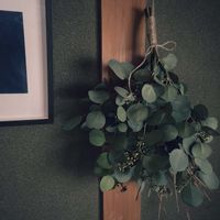 レモングラス,ユーカリ,ユーカリ ポポラス,ユーカリ ポポラス,スワッグの画像