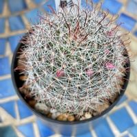 サボテン,月影丸,赤花銀手毬,良い一日を…,その他エクステリアの画像