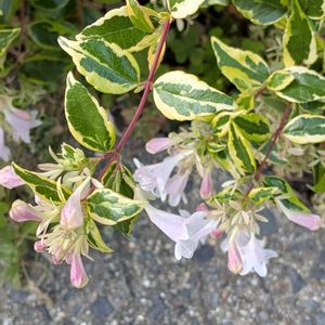 綿の花,赤いカーネーション,斑入りアベリア,斑入りの葉,2のつく日は斑入りの日の画像