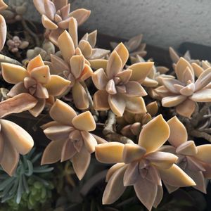 多肉植物,ホームセンター,植中毒,多肉男子,多肉オヤジの画像