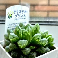 光るオブツーサ,多肉植物,ハオルチア属,多肉大好き,多肉中毒の画像