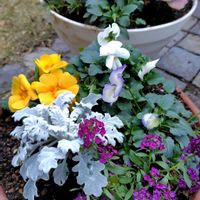 アリッサム,シロタエギク,葉牡丹（はぼたん）,寄せ植え,おでかけ先の画像