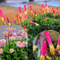 オキザリス,デージー,オキザリス ラブハピネス,イングリッシュデージー,イングリッシュデージーの画像