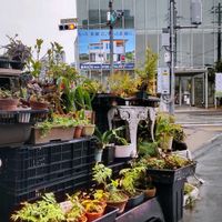 多肉植物,ウラボシ科,ビカクシダ属,食中植物,塊根の画像