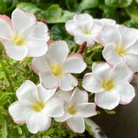 癒し,#ガーデニング,エクステリアの画像