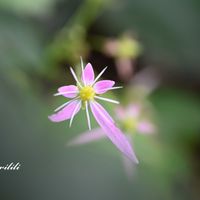 ダイモンジソウ,マクロレンズ,お出かけ先にて,ミラーレス一眼,天空の農園の画像