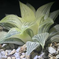 ハオルチア,ハオルチア ムチカ錦,多肉植物,ハオルチア属,斑入り。の画像