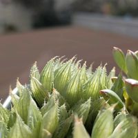 ハオルチア,多肉植物,多肉多肉多肉,透明感,癒やされての画像