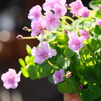 ベランダガーデニング,花のある暮らし,癒し…♡,可愛い❤,おうち園芸の画像