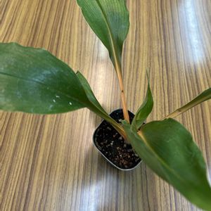 クロロフィツム プリンセスメイプル,花が好き,無農薬❤家庭菜園,野菜が好き,三ツ星品質モニター　PRの画像