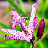 ホトトギス,季節の花,花のある暮らし,水やり,緑のある暮らしの画像