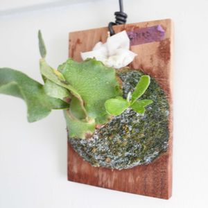 コウモリラン,ビカクシダ　ギンカ,観葉植物,シダ植物,グリーンインテリアの画像