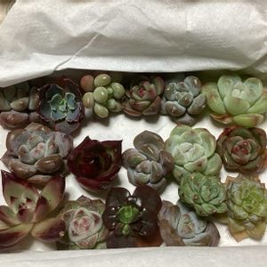 ガーデニング,ウッドデッキ,多肉箱,多肉のお 引っ越し,元気もんエケちゃんの画像