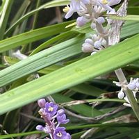 ヤブラン,花壇,ガーデニング,山野草,キジカクシ科の画像