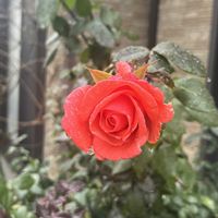 バラ,アンジェラ,アンジェラ,ロココ,薔薇 レオナルド・ダ・ヴィンチの画像