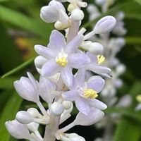 ヤブラン,花壇,ガーデニング,山野草,キジカクシ科の画像