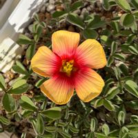 オキザリス,Oxalis obtusa,Oxalis obtusa,Oxalis obtusa Loli,Oxalis obtusa Flaming Cloudの画像