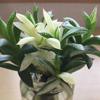 ハオルチア 宝草錦,多肉植物,ハオルチア属,窓辺の画像