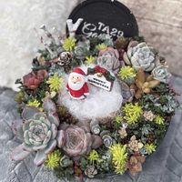 多肉大好き,可愛い多肉ちゃん❤︎,多肉中毒,多肉女子,多肉植物販売店の画像