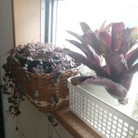 チランジア,ハートカズラ,ネオレゲリア・ファイヤーボール,観葉植物,ガーデニングの画像