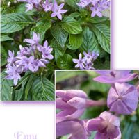 ペンタス,エディブルフラワー,黒ホオズキ,クロホオズキ,ペンタス・ブルーの画像