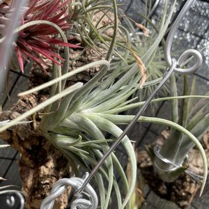 チランジア,カプトメデューサエ,イオナンタ バンハイニンギー,チランジア・ノバキー,成長記録の画像