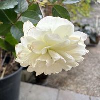 ガーデニング,冬の庭,ばら バラ 薔薇の画像