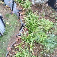 朧月,吉祥草の画像