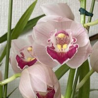 シンビジューム,花のある暮らし,私の癒し,リビング窓辺,お花大好き✨の画像