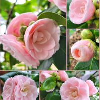 ハイビスカス,オトメツバキ,淡乙女,ハイビスカス アドニスホワイト,北海道の画像