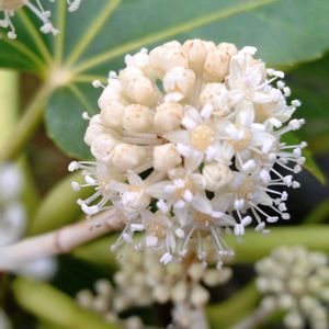 ヤツデ,天狗の団扇,八手,花言葉,感謝の画像