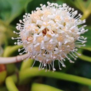 ヤツデ,天狗の団扇,八手,花言葉,感謝の画像