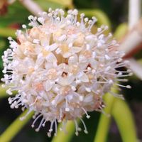 ヤツデ,天狗の団扇,八手,花言葉,感謝の画像