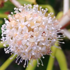 ヤツデ,天狗の団扇,八手,花言葉,感謝の画像