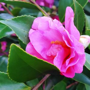 サザンカ,山茶花,花言葉,ピンク,感謝の画像