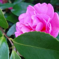 サザンカ,山茶花,花言葉,ピンク,感謝の画像