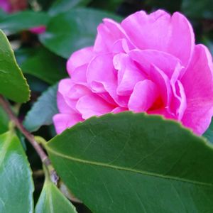 サザンカ,山茶花,花言葉,ピンク,感謝の画像