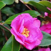 サザンカ,山茶花,花言葉,ピンク,感謝の画像