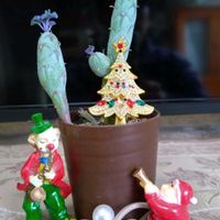 多肉植物,ベランダガーデン,多肉初心者,癒し,クリスマス月間の画像