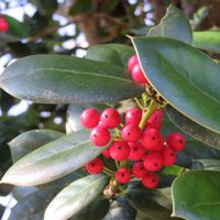 クリスマスホーリー,西洋柊(クリスマスホーリー),クリスマスディスプレイ,チーム新潟の画像