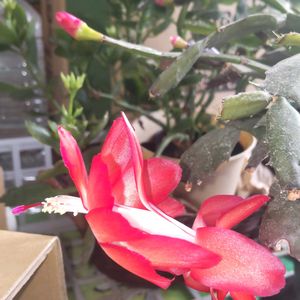 デンマークカクタス(シャコバサボテン),お見切り品♡ ✧*｡٩(ˊωˋ*)و✧*｡,栽培記録,和室,玄関内側の画像