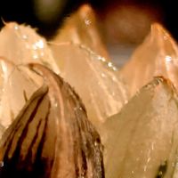 紅ベヌスタ錦 糊斑,ハオルチア属,多肉ちゃん,ボタニカルライフ,ベランダーの画像