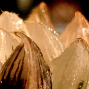 紅ベヌスタ錦 糊斑,ハオルチア属,多肉ちゃん,ボタニカルライフ,ベランダーの画像