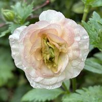 スノードロップ,ラナンキュラスラックス エリス,GSの繋がりに感謝♡,ニコニコ日曜日の画像