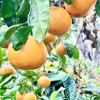 夏みかん,柚子,みかん,福来みかん（ふくれみかん）の画像