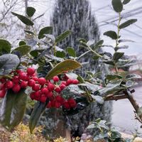 クリスマスホーリー,クリスマスリース,手作りリース,お花のある暮らしの画像