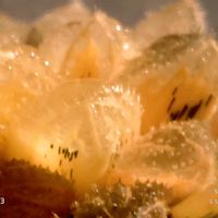 魔剣 錦,ハオルチア属,多肉ちゃん,ボタニカルライフ,ベランダーの画像