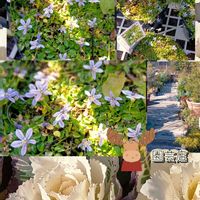 ヤブラン,プラティア,ヘミジキア　ピンクサファイア,癒される,꒰ღ˘◡˘ற꒱かわゅ~の画像