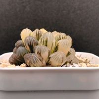 ハオルチア,多肉植物,ハオルチア属,植物育成ライト,簡易温室の画像